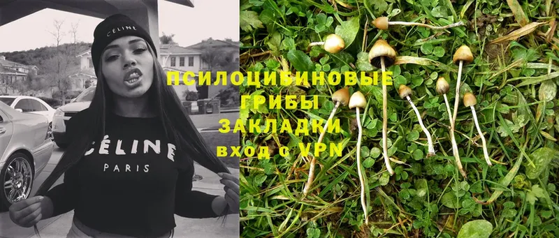 Галлюциногенные грибы Psilocybe  Энем 